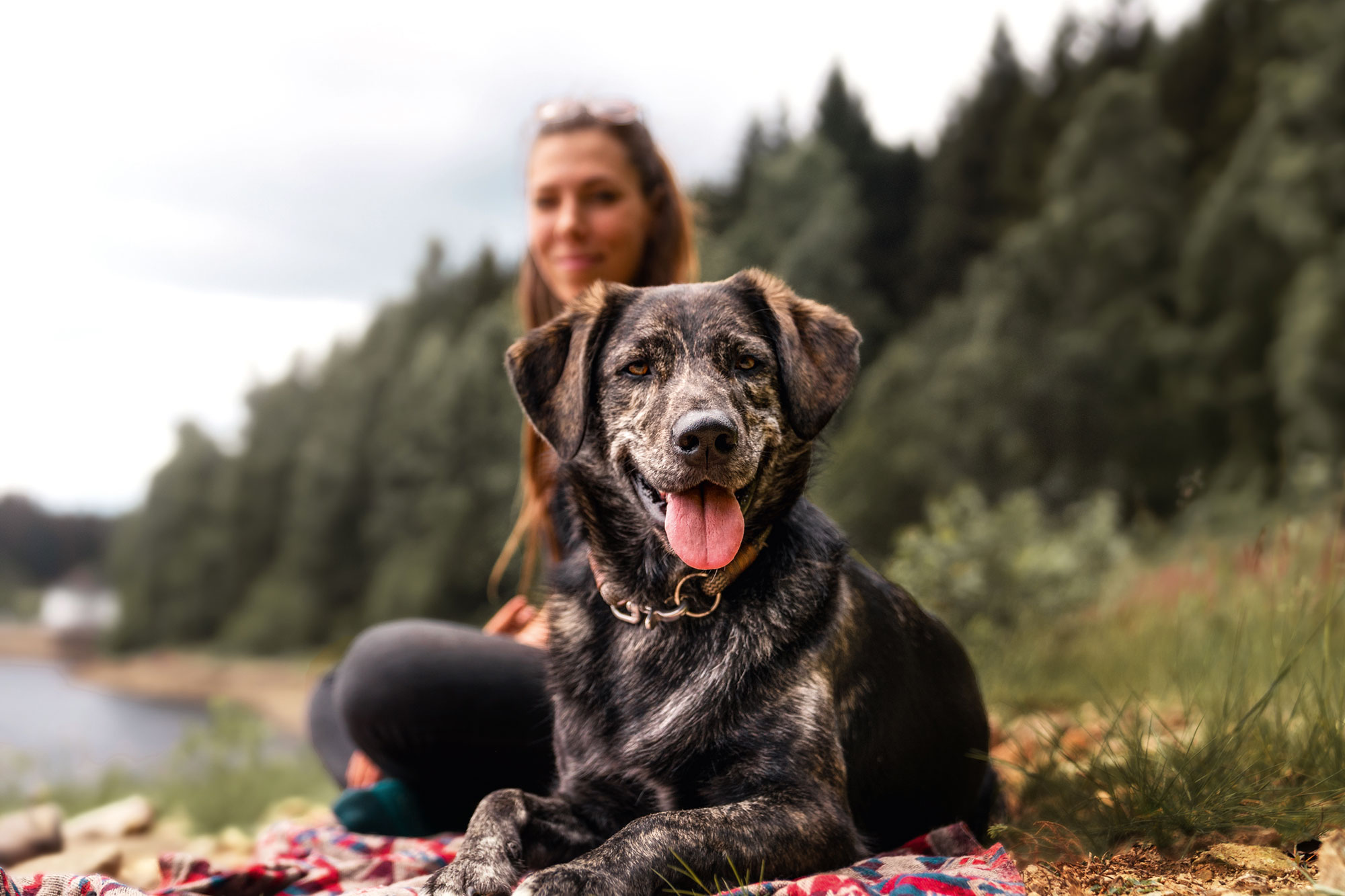 Einklinker Hundesport - Wissenwertes - Risiko Fremdkörper