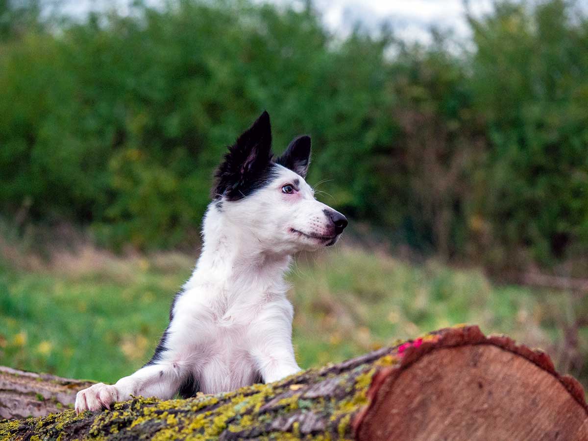 Einklinker Hundesport - LenaLustig Kolumne