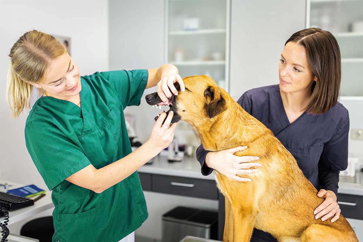 Einklinker Hundesport - Wissenwertes - Risiko Fremdkörper