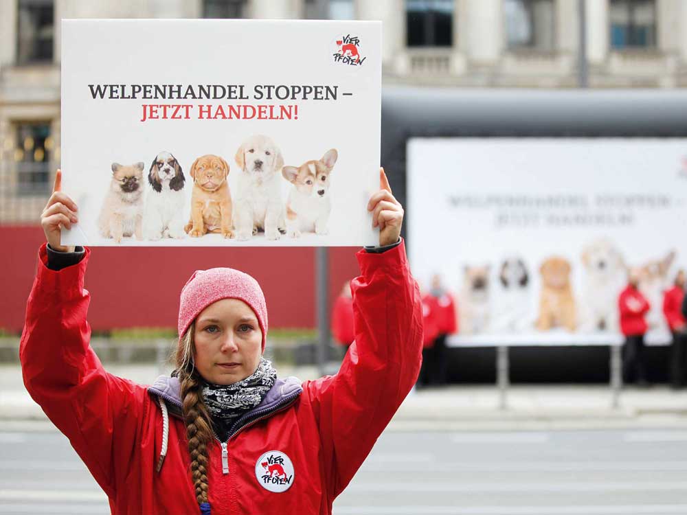 Einklinker Hundesport - Wissenwertes - Risiko Fremdkörper