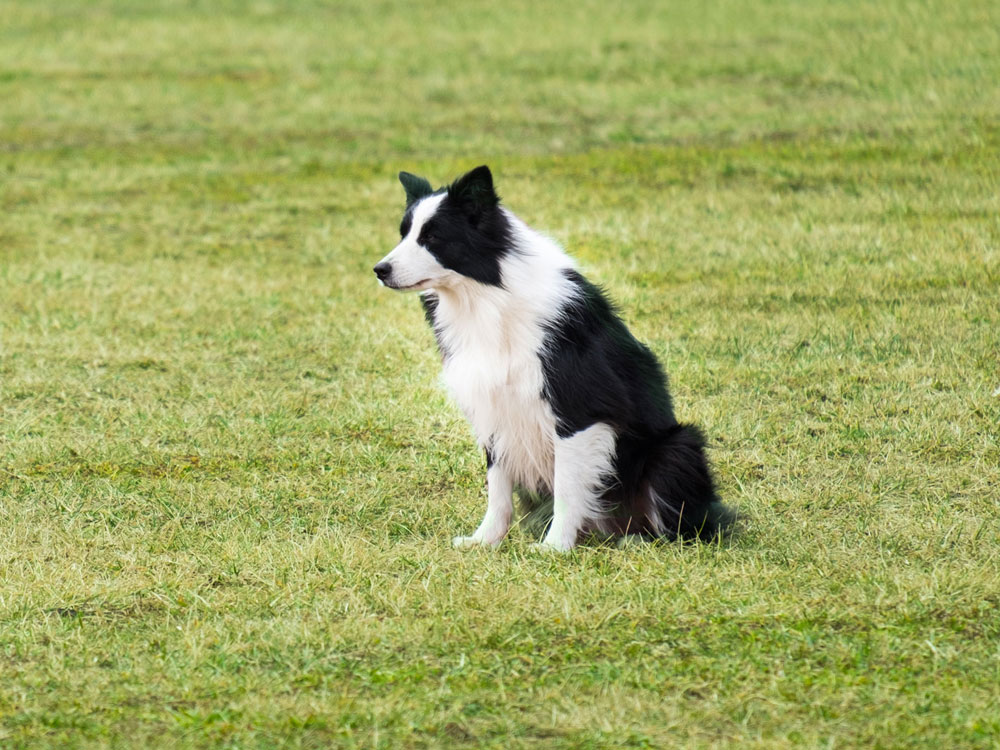 Einklinker Hundesport - Wissenwertes - Risiko Fremdkörper